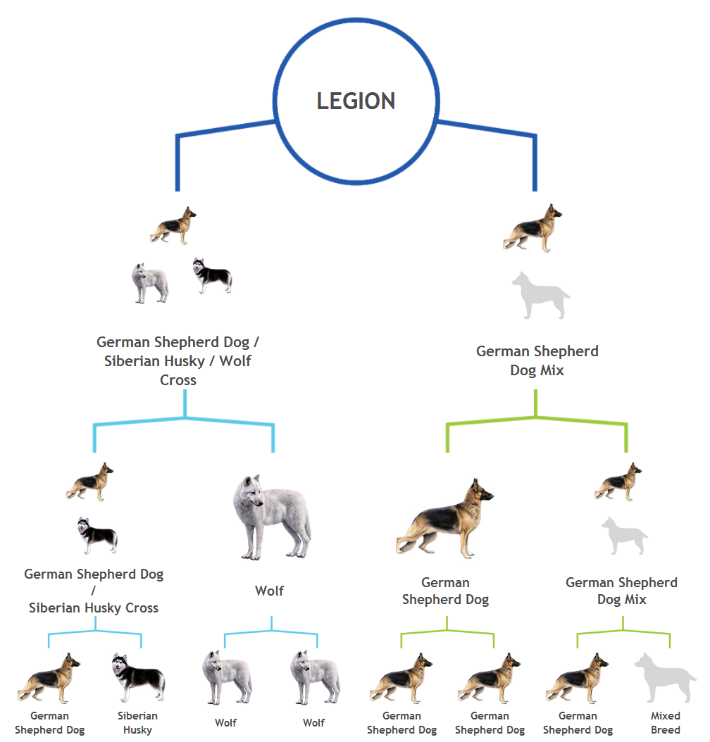 wolf to dog family tree