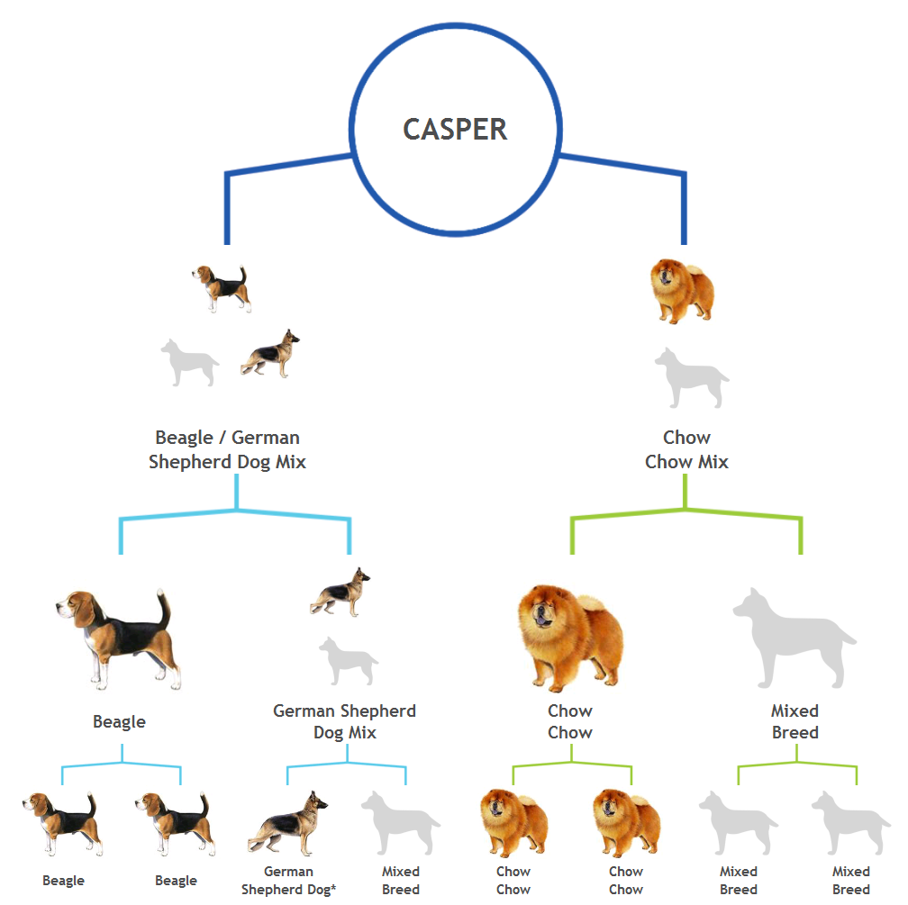 Chow chow and beagle sales mix