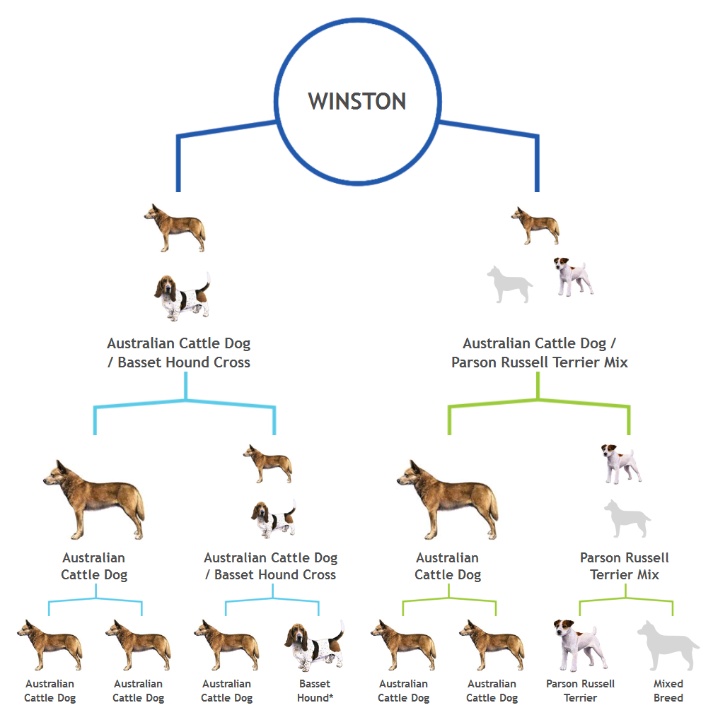australian cattle dog mix breeds