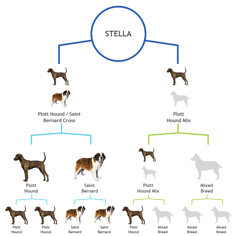 plott hound is a mixed breed